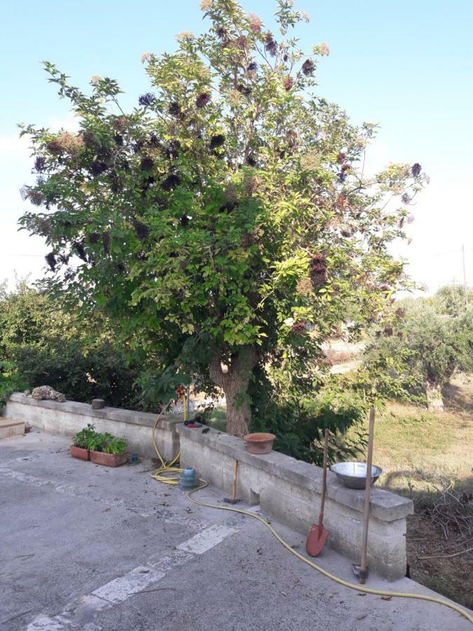 Fra Il Glicine E Il Sambuco Villa Monopoli Bagian luar foto